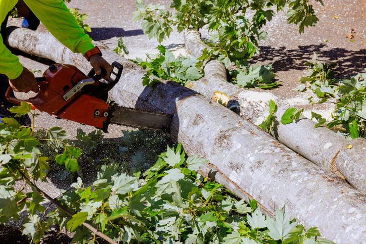 A person cutting a tree branch with a chainsaw outdoors.