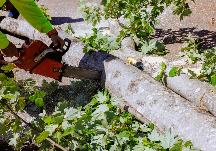 A person cutting a tree branch with a chainsaw outdoors.