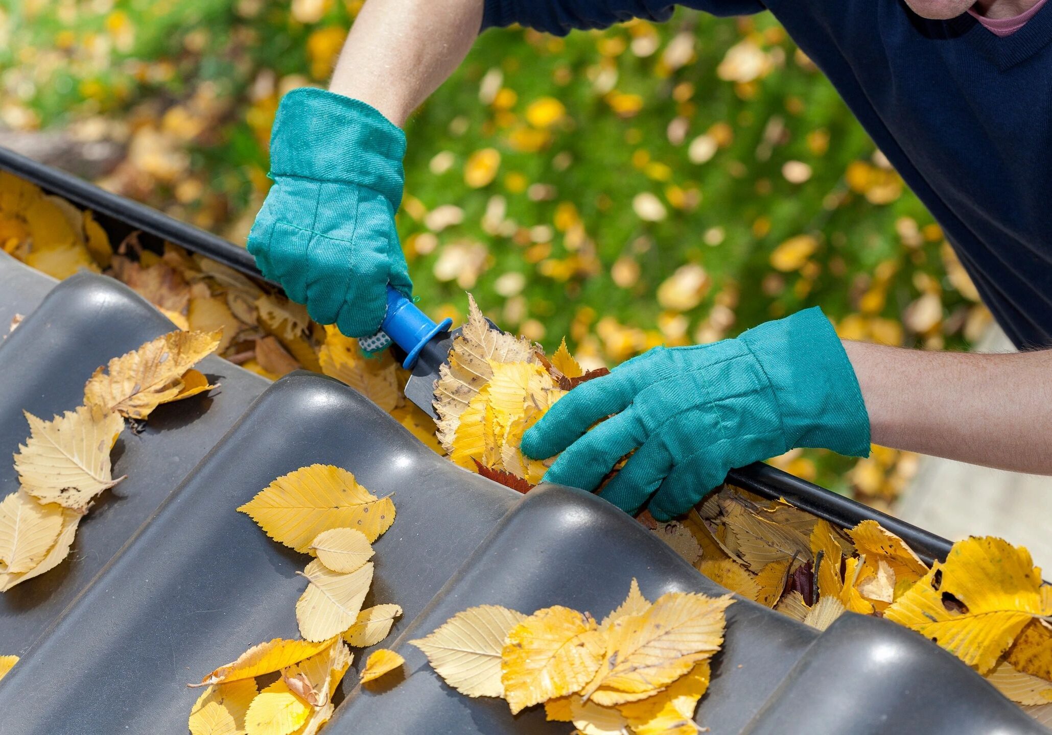 Person cleaning autumn leaves from a gutter with gloves.