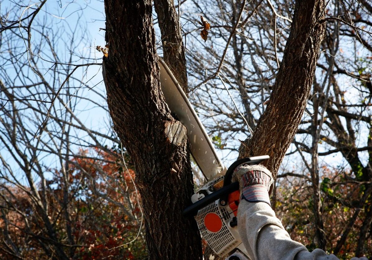 Person using a chainsaw to cut a tree branch outdoors.